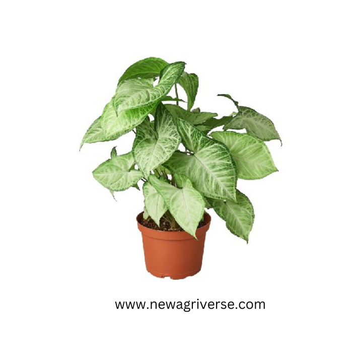 Syngonium 'White Butterfly' (American Evergreen) | Syngonium podophyll ...