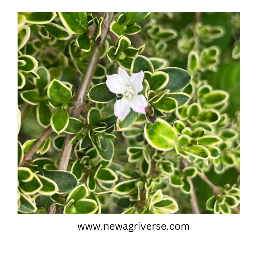 Serissa Foetida Variegated 'Snow Rose' - Tree of a Thousand Stars Plant | Exquisite Indoor/Outdoor