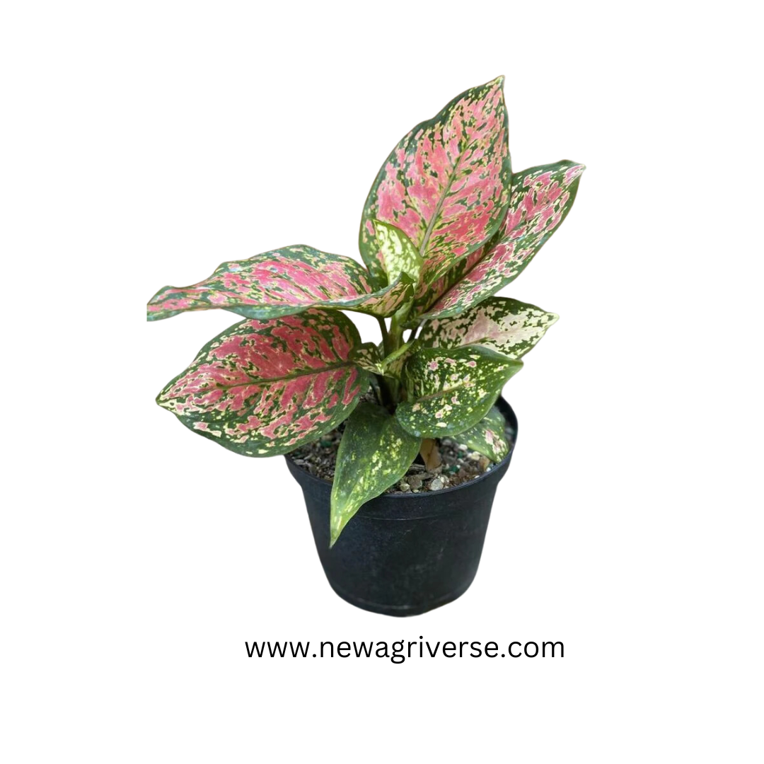 Variegated Aglaonema Red Green Valentine - Indoor Evergreen | 'The Four Seasons' Aglaonema Cleopatra & Suksom Jaipong Varieties