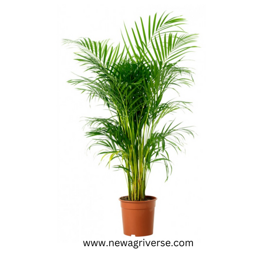 Areca Palm (Dypsis Lutescens) Indoor Live Plant - Healthy Live Plant