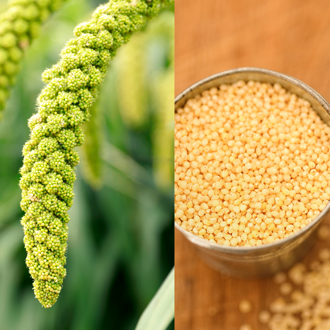 Foxtail Millet Whole Grain | Kangani | Gluten Free | No Chemicals | Hi ...