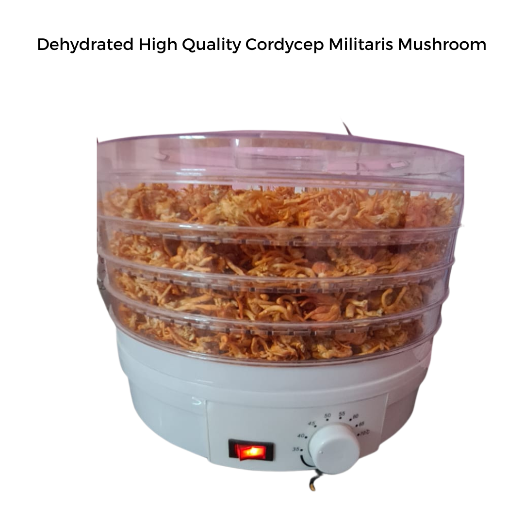 Cordyceps Militaris (Keedajadi) 30gm