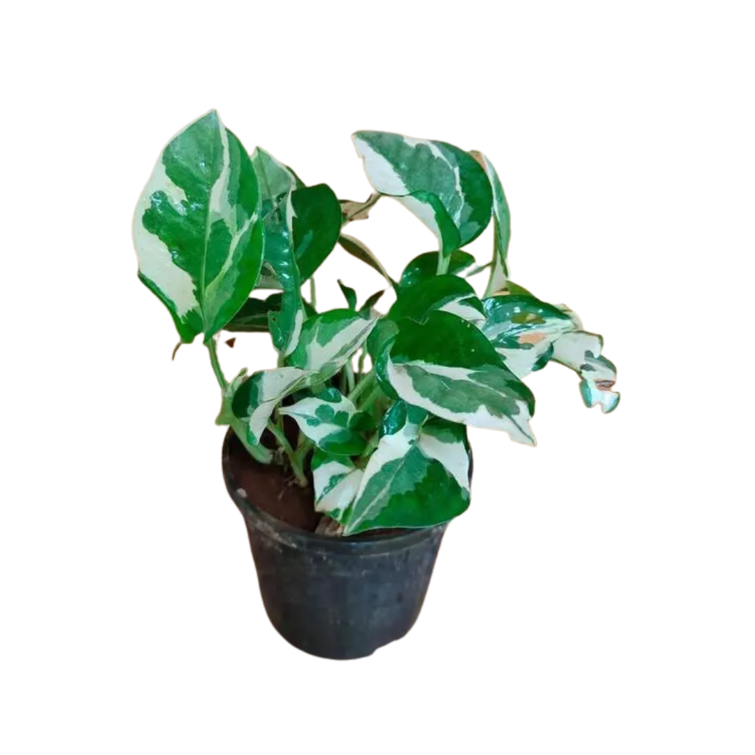 Live Marble Prince Air Purifier Money Plant - Feng Shui Prosperity Enhancer