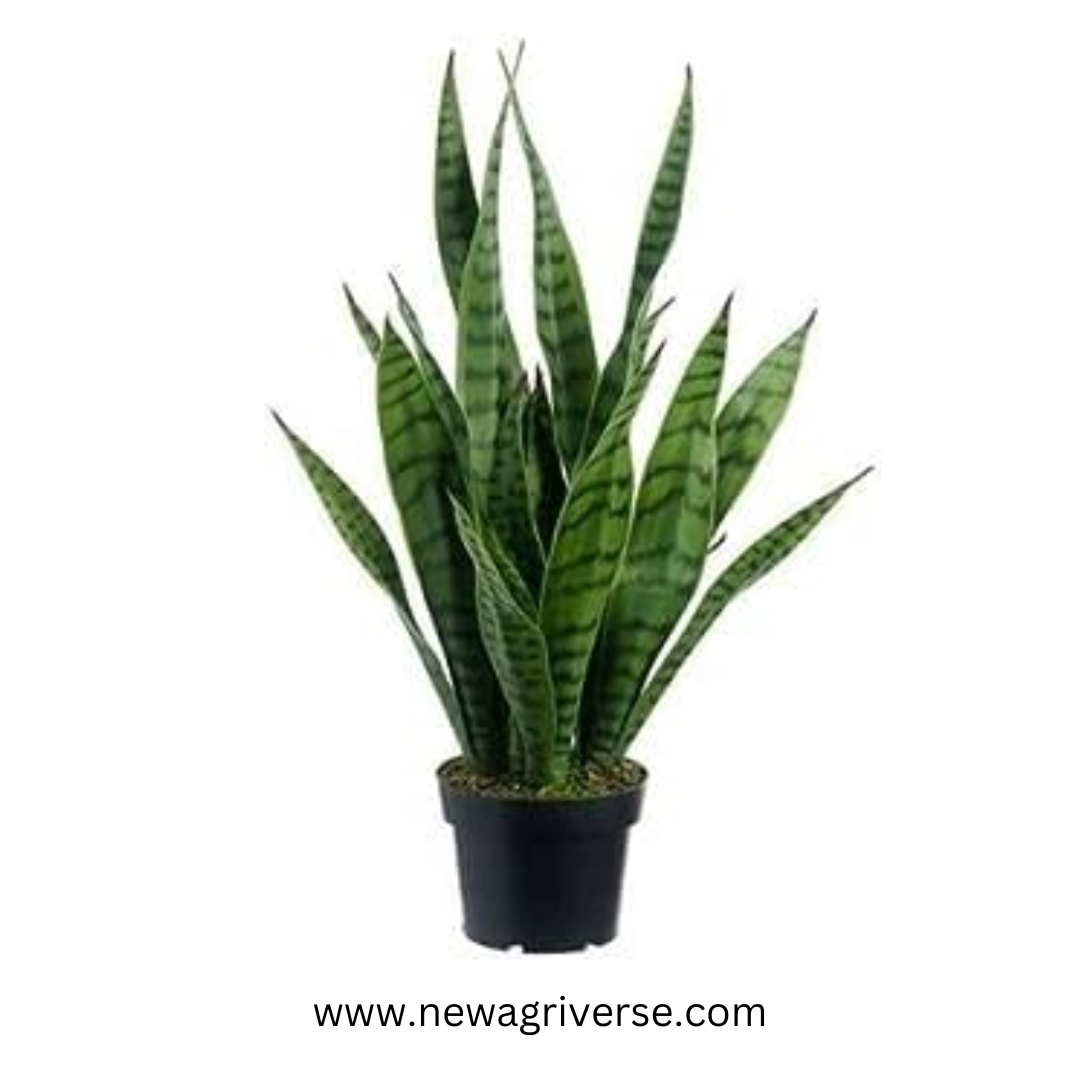 Snake Plant Green snake plant Sansevieria Mother-In-Law's Tongue Air Purifying Plant Mother-In-Law's Tongue live plant indore palnts indoor plant Good Luck Snake Plant for Home golden snake plant