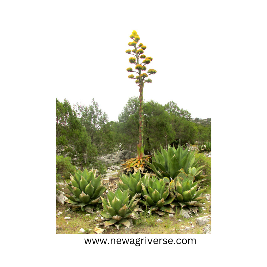 Century Plant (Agave americana) - American Aloe | Maguey Mexican Soap Plant | Parry’s Agave