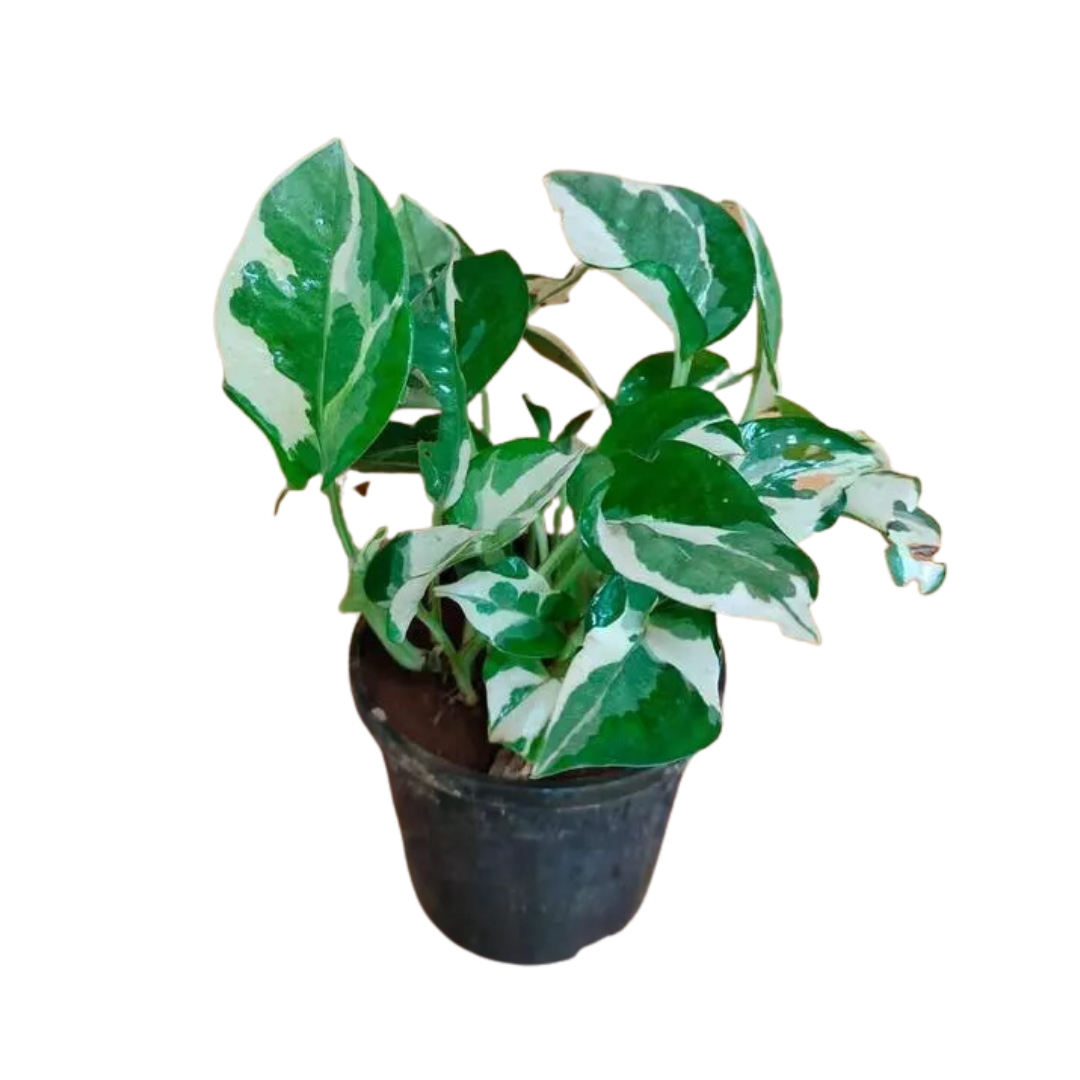 Live Marble Prince Air Purifier Money Plant - Feng Shui Prosperity Enhancer