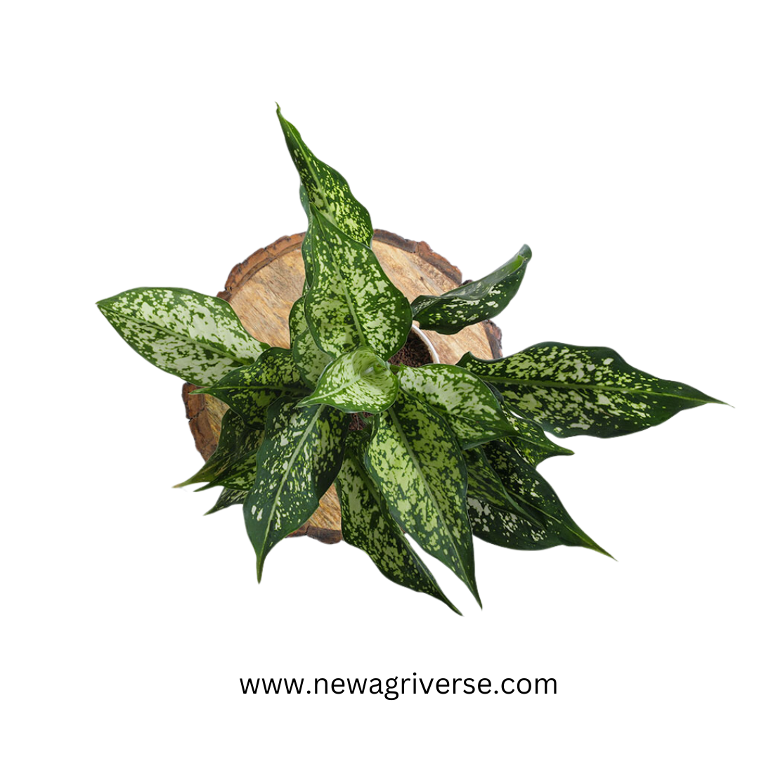 Dwarf Aglaonema Snow White (Chinese Evergreen / Golden Evergreen) - Aglaonema commutatum | Philippine Evergreen Healthy Live Plant | 'Snow White' Variety