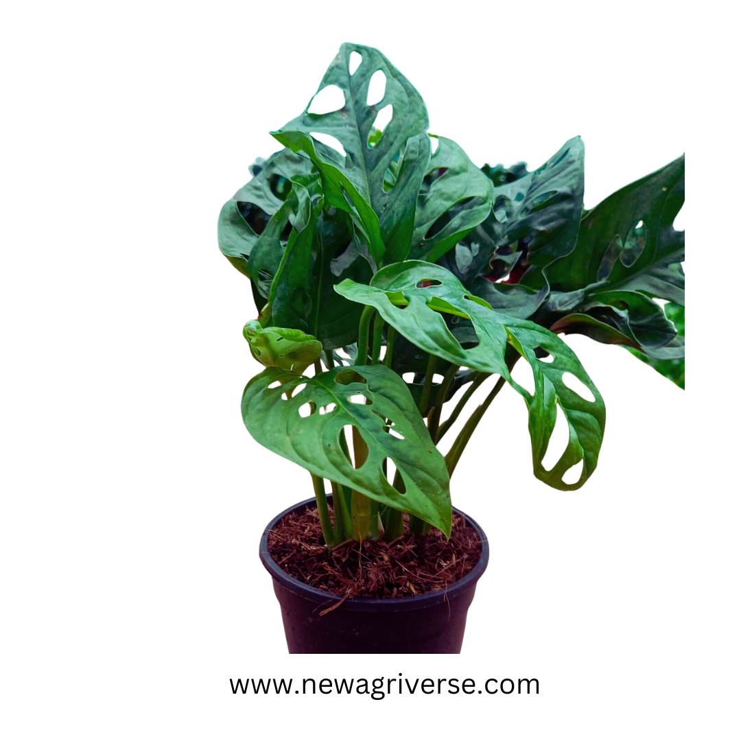 Philodendron Monstera Deliciosa (Swiss Cheese Plant) - Monstera Adansonii | Matured 5-Inch Pot Indoor Green Plant - Healthy and Lush