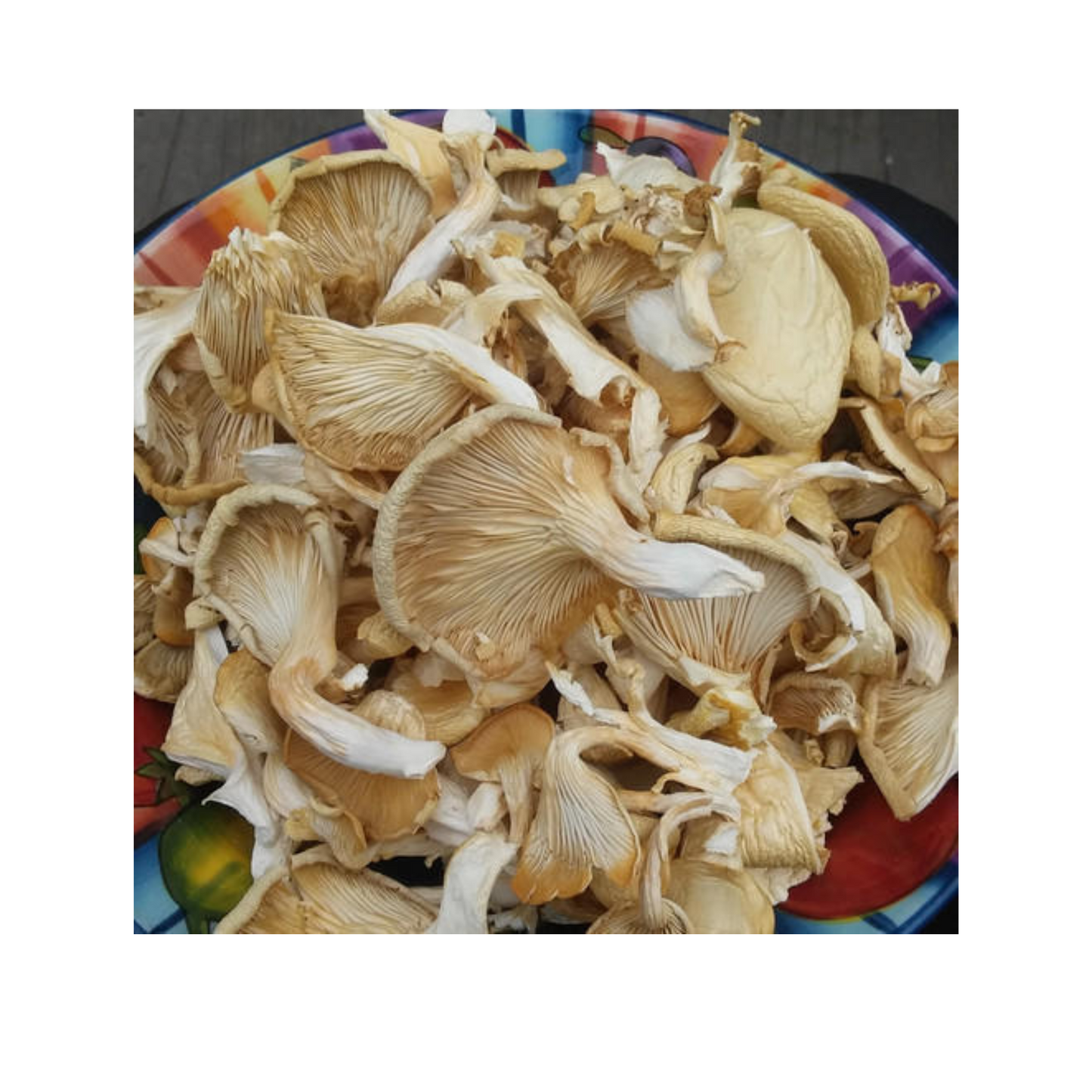 High-Quality A-Grade Dry Oyster Mushrooms | Pleurotus ostreatus | Nutrient-Rich 100 gm