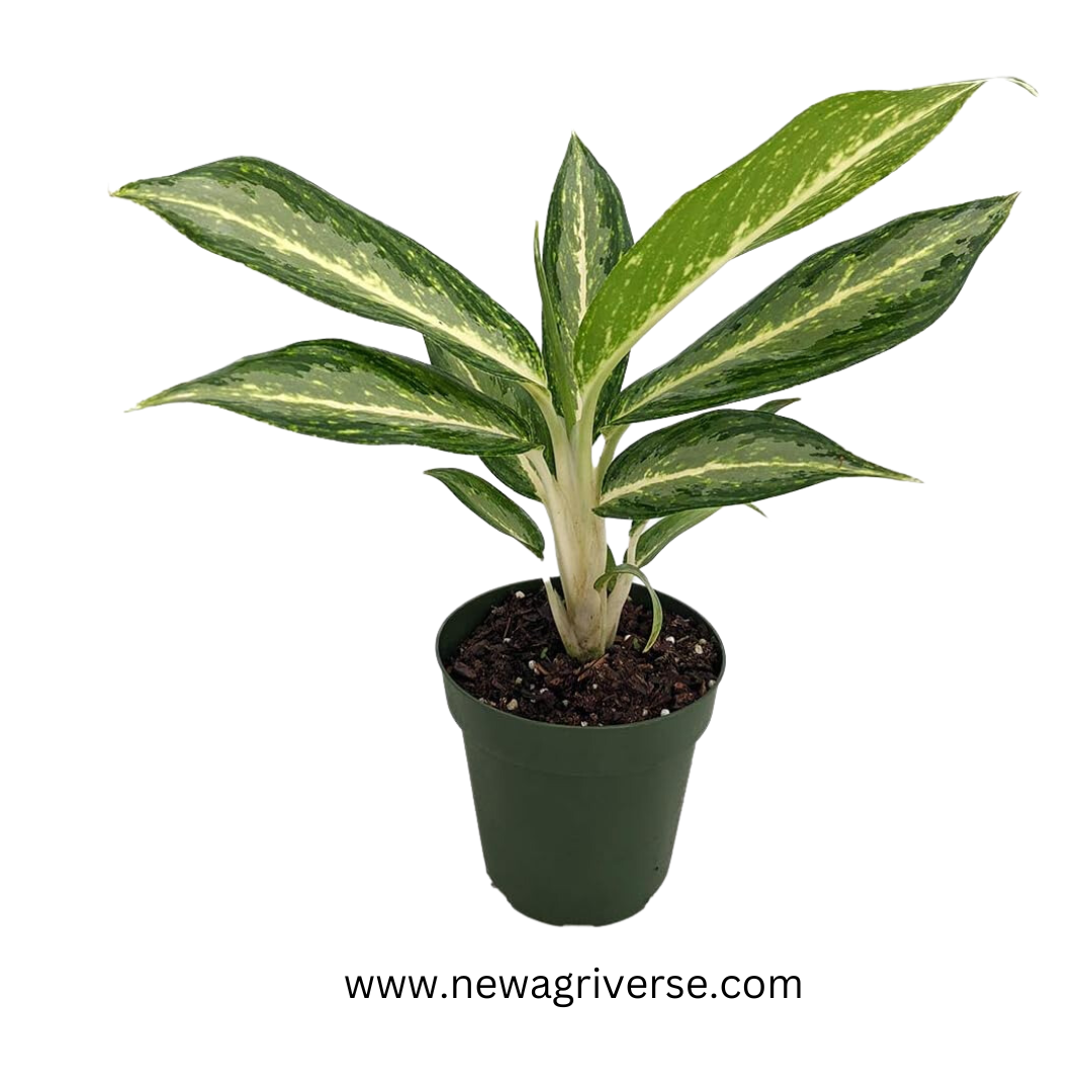 Aglaonema White Rain Plant - White Stem Live Indoor Air Purifier | Native to Asia & Malaysia | Tropical Indoor Plant