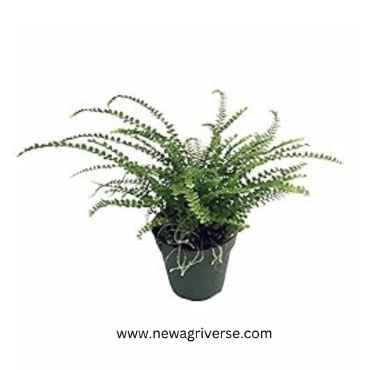 Lemon Button Fern (Nephrolepis Cordifolia Duffii) - Aromatic Indoor Fern Plant