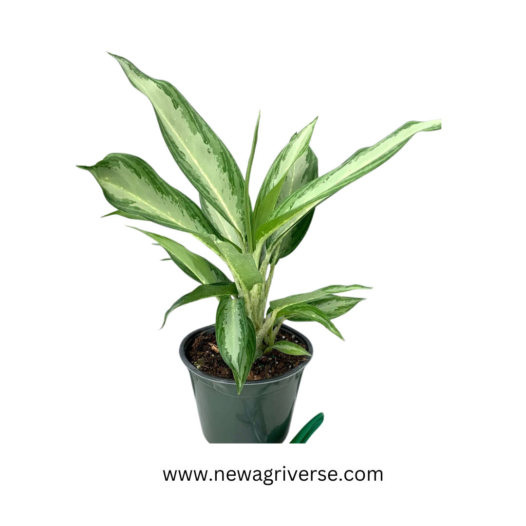 Aglaonema White Rain Plant - White Stem Live Indoor Air Purifier | Native to Asia & Malaysia | Tropical Indoor Plant