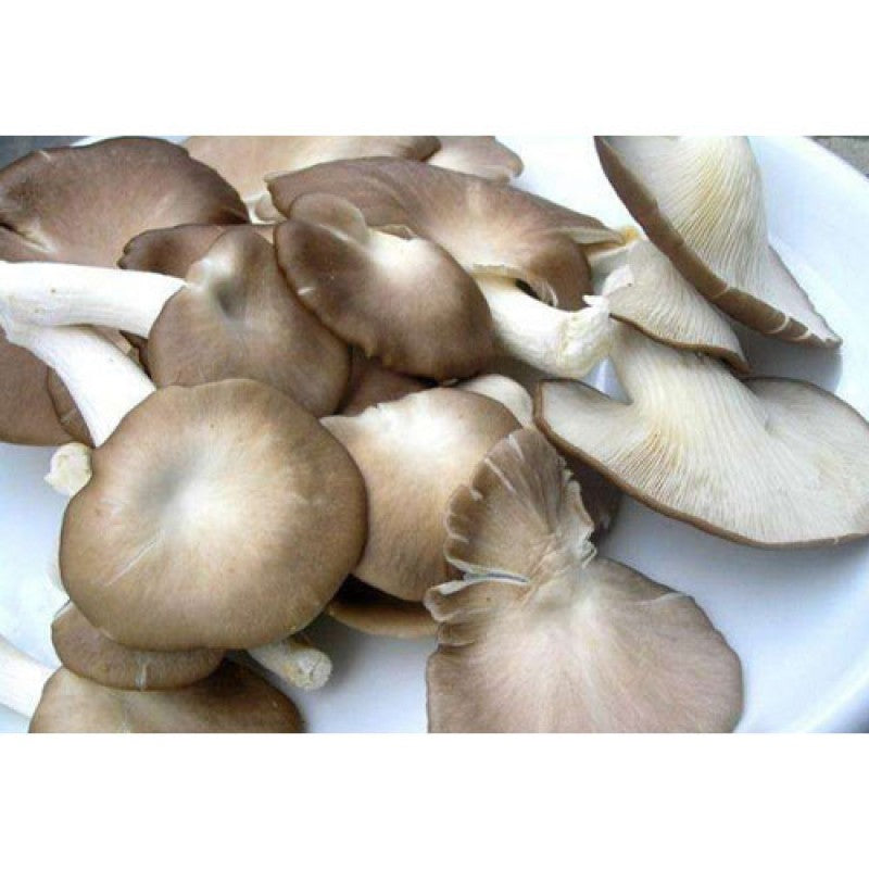 Oyster mushroom Spawn (Lentinus sajor-caju) Grey Oyster