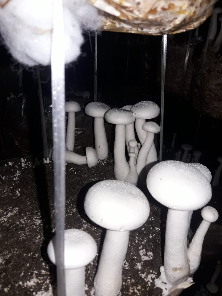 Milky Mushroom Spawn Calocybe Indica