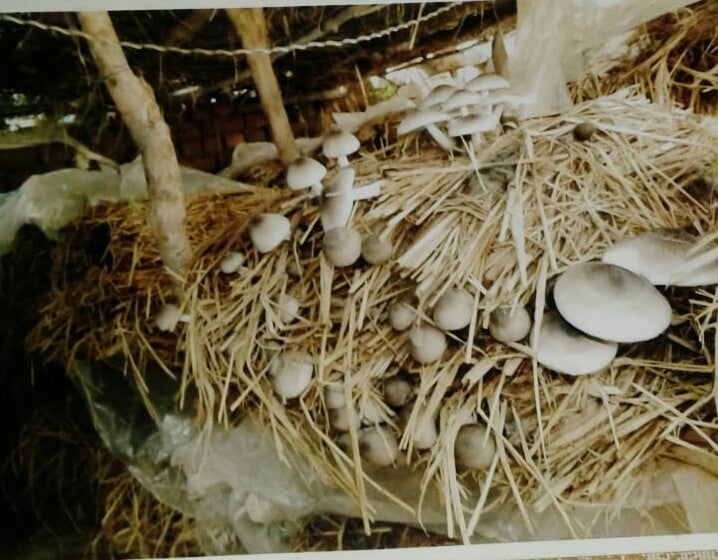 Paddy Straw Mushroom Spawn (Volvariella volvacea)