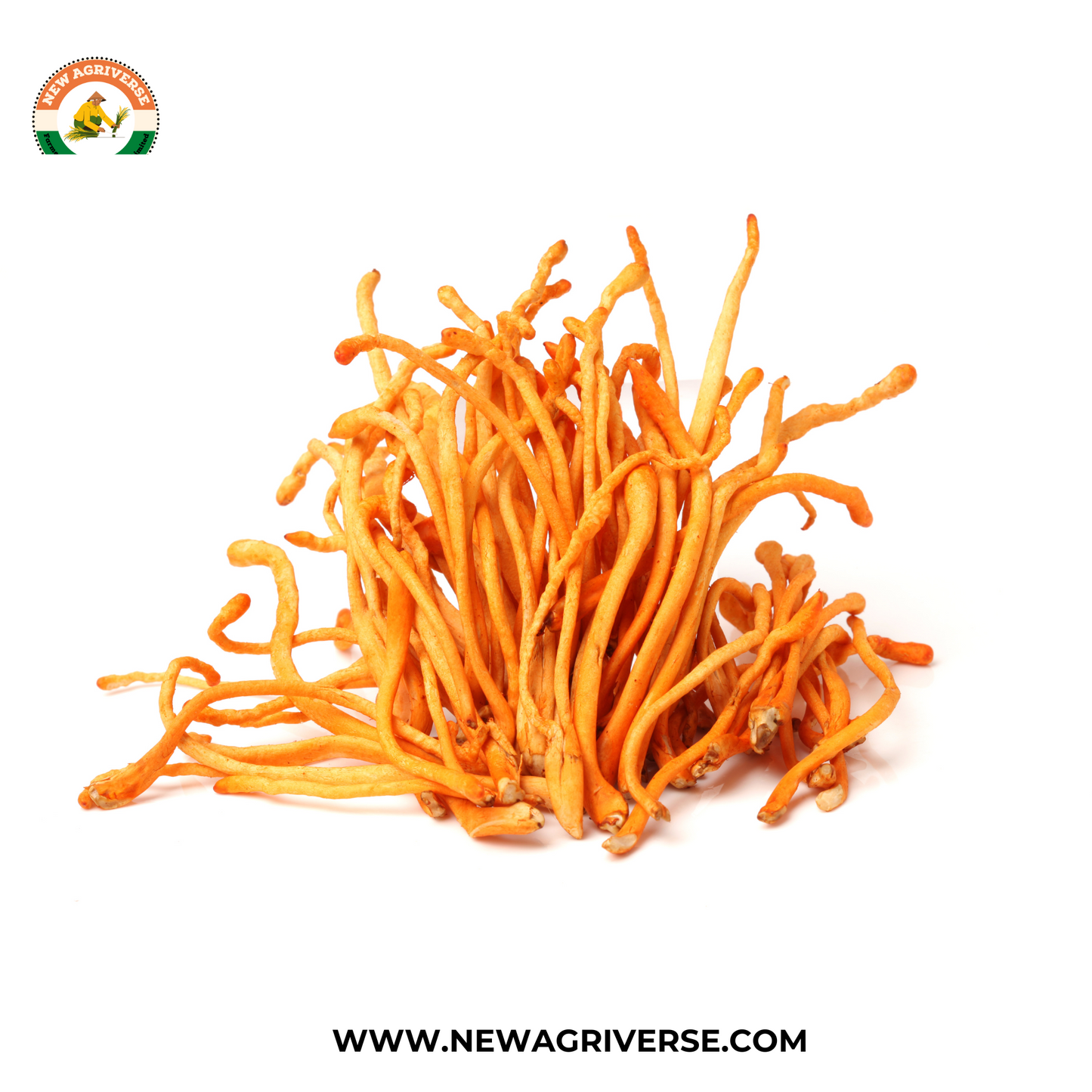 Cordyceps Militaris (Keedajadi) 30gm