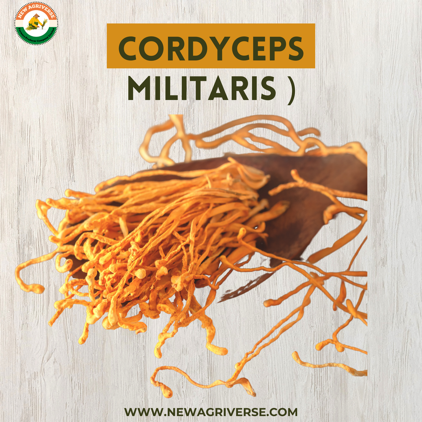 Cordyceps Militaris (Keedajadi) 30gm