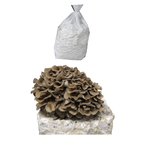 Maitake Mushroom - Grifola frondosa (Hen-of-the-wood) Spawn