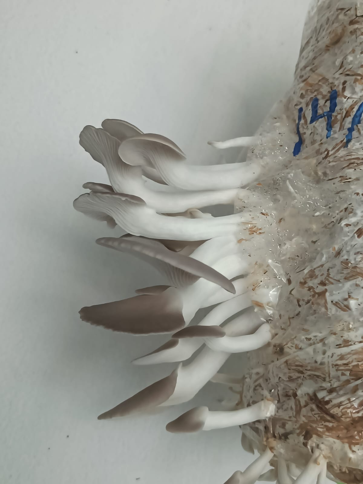 Oyster mushroom Spawn (Lentinus sajor-caju) Grey Oyster