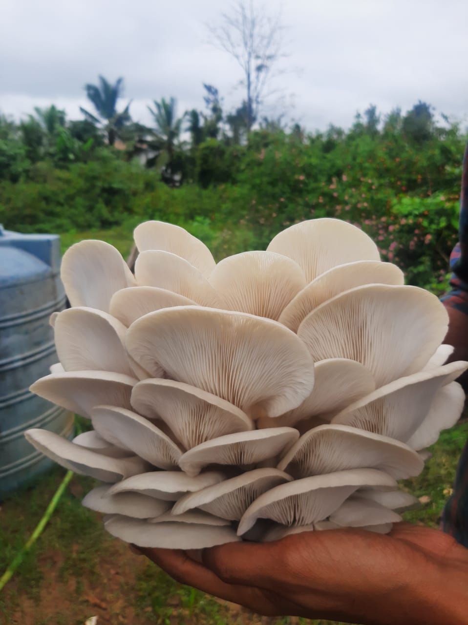 Elm Oyster Mushroom spawn HU Variety (Hypsizygus ulmarius)