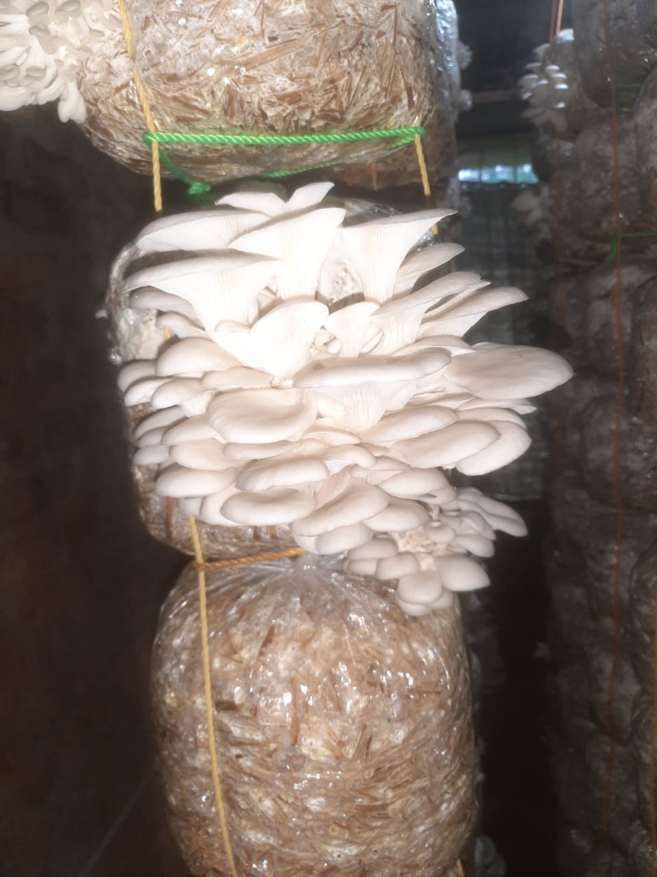 Elm Oyster Mushroom spawn HU Variety (Hypsizygus ulmarius)