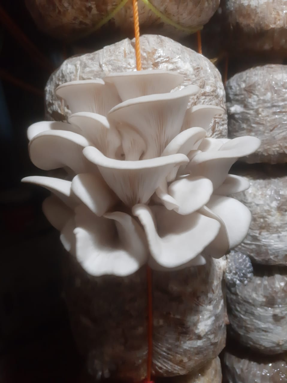 Elm Oyster Mushroom spawn HU Variety (Hypsizygus ulmarius)