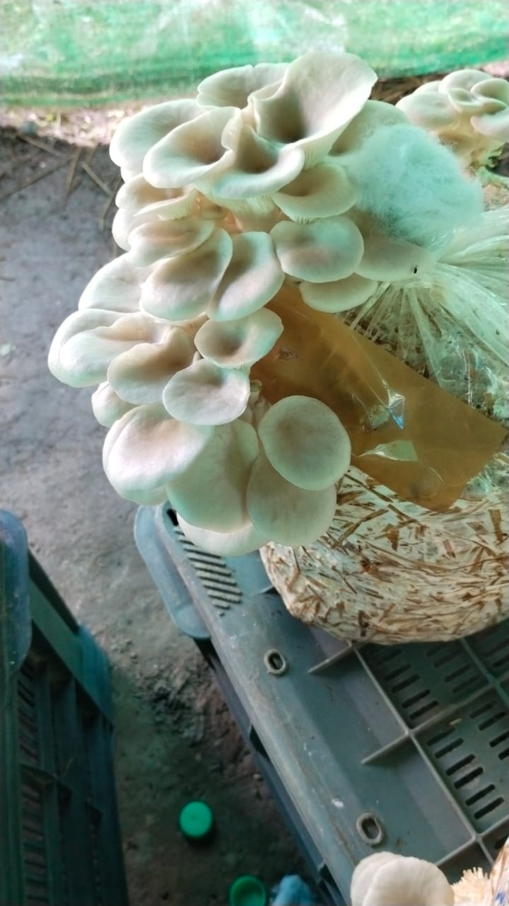 Elm Oyster Mushroom spawn HU Variety (Hypsizygus ulmarius)