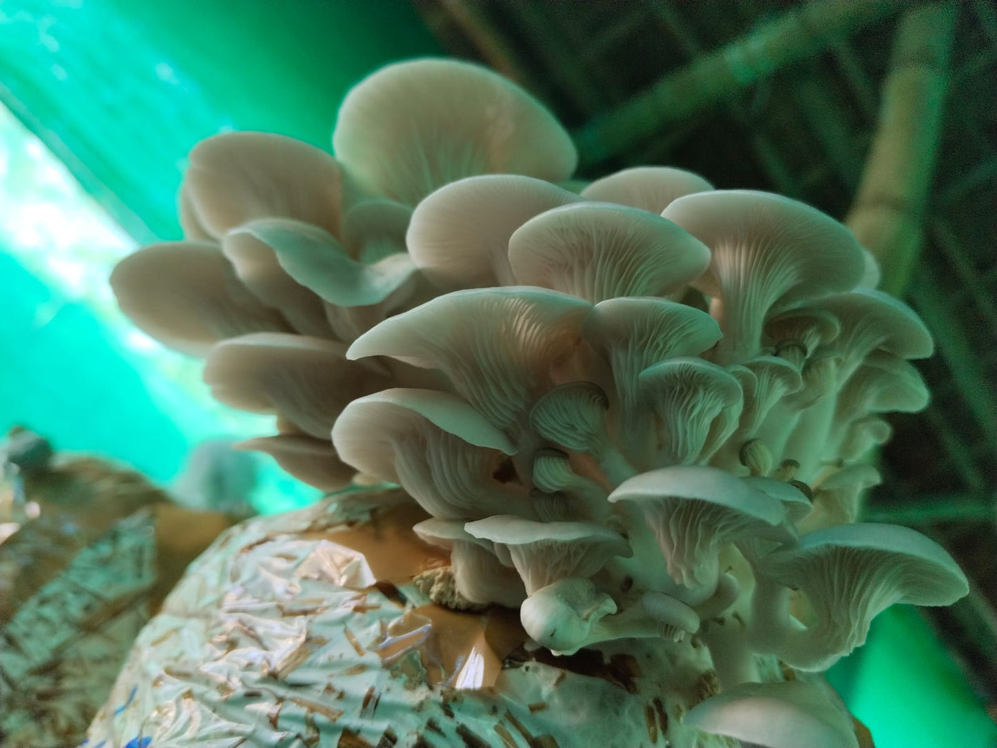 Elm Oyster Mushroom spawn HU Variety (Hypsizygus ulmarius)