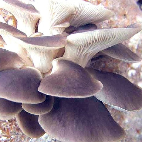 Oyster mushroom Spawn (Lentinus sajor-caju) Grey Oyster