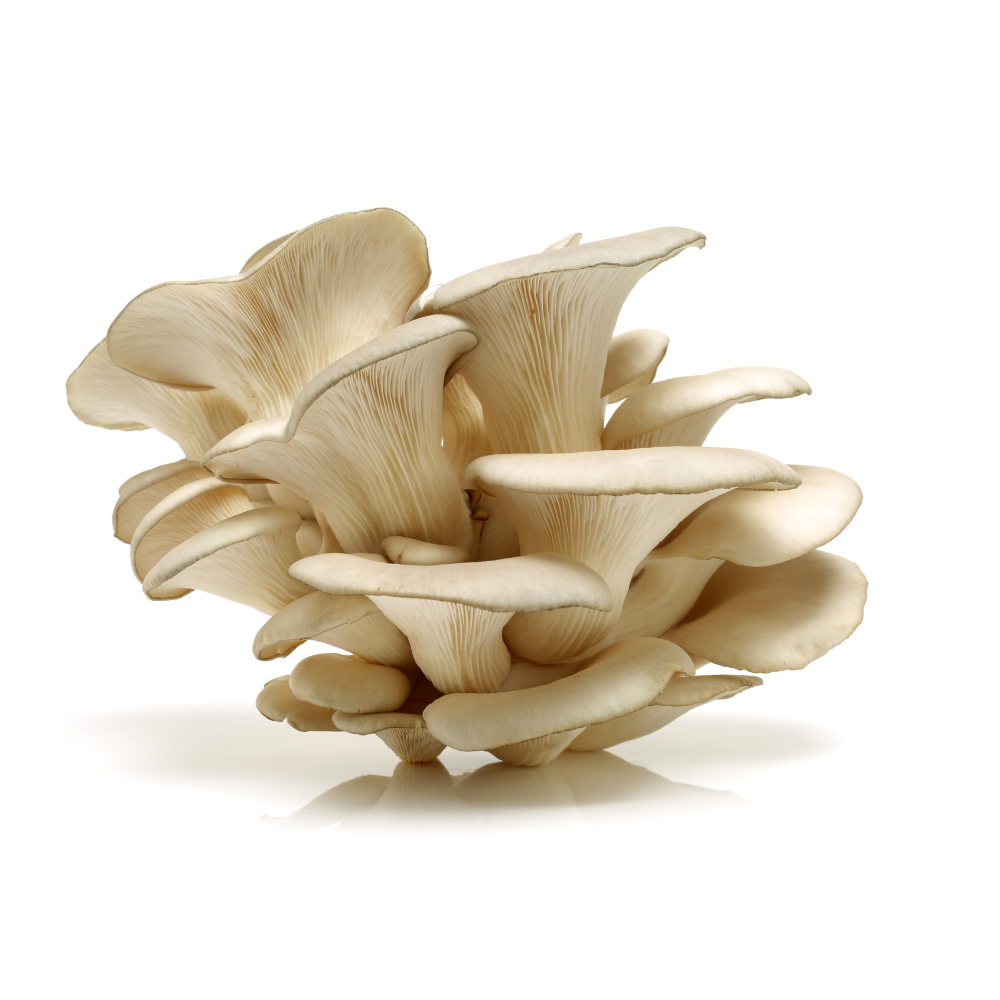 High-Quality A-Grade Dry Oyster Mushrooms | Pleurotus ostreatus | Nutrient-Rich 100 gm