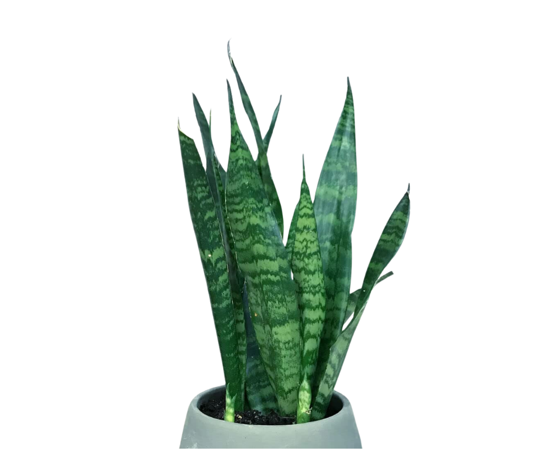 Snake Plant Green snake plant Sansevieria Mother-In-Law's Tongue Air Purifying Plant Mother-In-Law's Tongue live plant indore palnts indoor plant Good Luck Snake Plant for Home golden snake plant