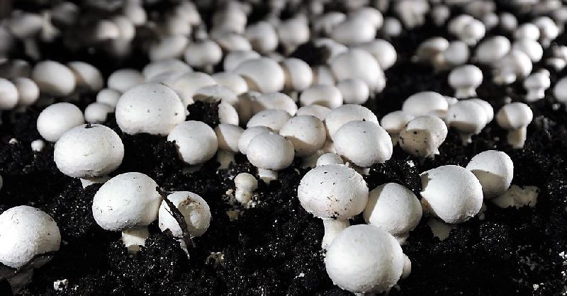 Button Mushroom Spawn (Agaricus bisporus)