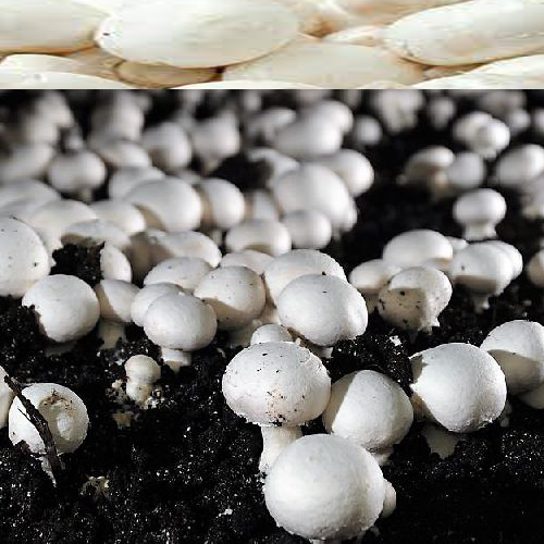 Button Mushroom Spawn (Agaricus bisporus)