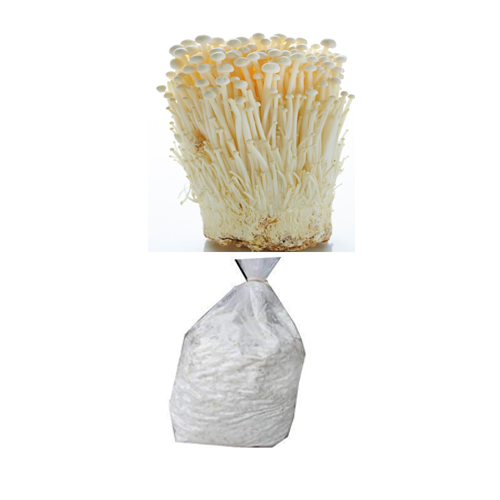 Enoki Mushroom Spawn (Flammulina velutipes)