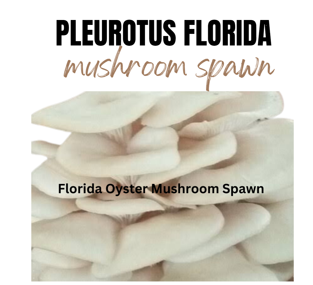 White Oyster mushroom spawn ( Florida Variety )