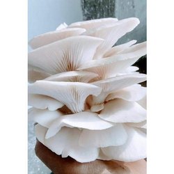 White Oyster mushroom spawn ( Florida Variety )