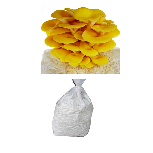 Golden Yellow Oyster Mushroom Spawn (Pleurotus citrinopileatus)