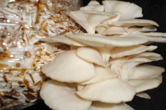 White Oyster mushroom spawn ( Florida Variety )