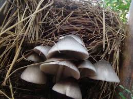 Paddy Straw Mushroom Spawn (Volvariella volvacea)