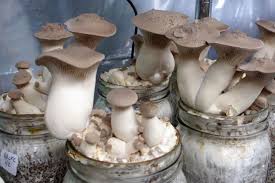 King Oyster Mushroom Spawn (Pleurotus eryngii)