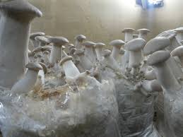 King Oyster Mushroom Spawn (Pleurotus eryngii)