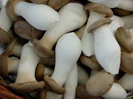 King Oyster Mushroom Spawn (Pleurotus eryngii)