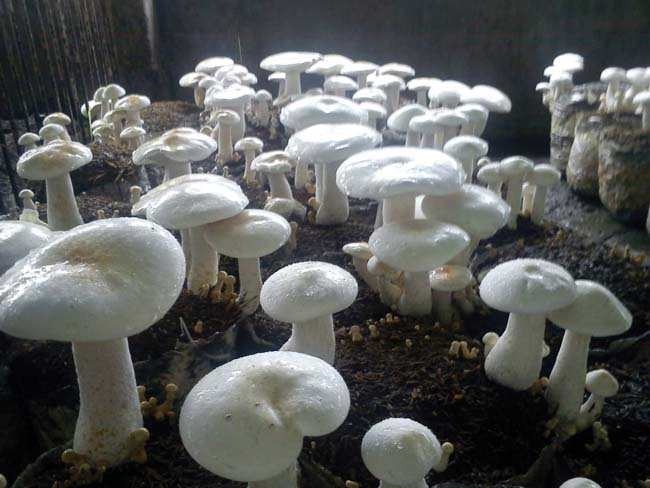 Milky Mushroom Spawn Calocybe Indica