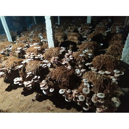 Paddy Straw Mushroom Spawn (Volvariella volvacea)