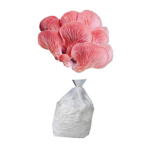 Oyster mushroom spawn Pink Oyster (Pleurotus djamor)