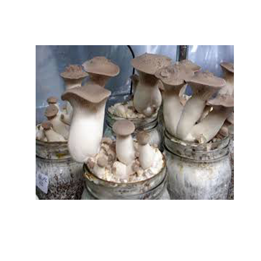 King Oyster Mushroom Spawn (Pleurotus eryngii)