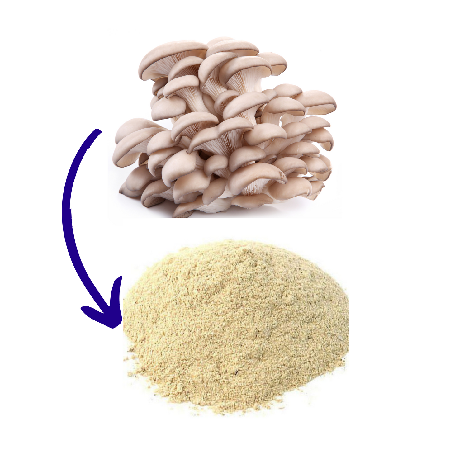 Oyster Mushroom Powder 100 gm