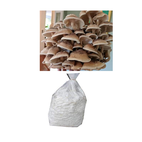 Shiitake Mushroom grain Spawn  (Lentinula edodes)