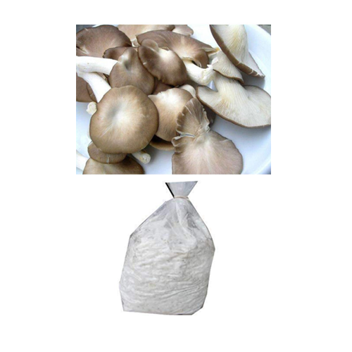 Oyster mushroom Spawn (Lentinus sajor-caju) Grey Oyster