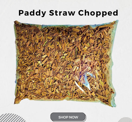 Chopped Paddy Straw: Premium Substrate for Mushroom Cultivation 1kg